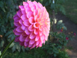 Chrysanthemum Chrysanthemum